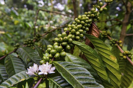Close up of coffee beans (Rubiaceae) on a coffee plantation in the jungle of Sao Tome, Sao Tome and Principe, Atlantic ocean
