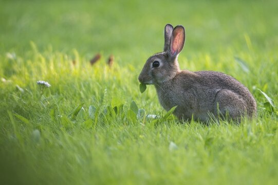 European rabbit (Oryctolagus cuniculus) eating in a meadow, Lower Saxony, Germany