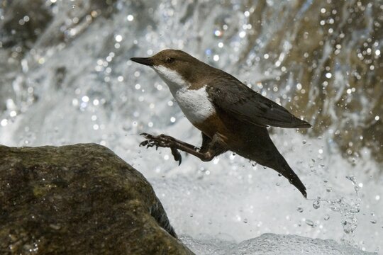 White-throated Dipper (Cinclus cinclus), Wolfsklamm Gorge, Stans, North Tyrol, Austria, Europe