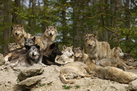 Algonquin wolf (Canis lupus lycaon), wolf, American wolf, pack on a hill, Germany