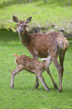 Red Deer (Cervus elaphus), hind suckling a fawn on a meadow, captive, Thuringia, Germany