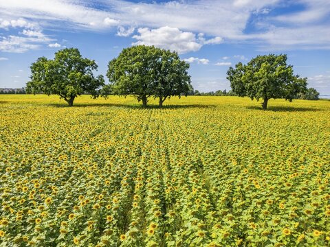 Aerial view, drone photo: Field with sunflowers and four trees, Ueckerm&uuml;nde, Szczecin Lagoon, Mecklenburg-Western Pomerania, Germany