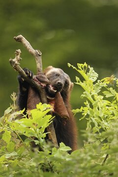 Wolverine (Gulo gulo) feeding on deerskin, captive, Norway