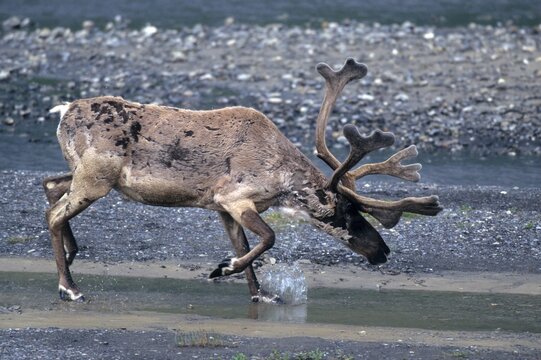 Reindeer (Rangifer tarandus) in the water, Denali National Park, Alaska, USA
