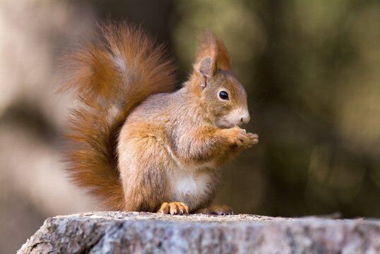 Eurasian Red Squirrel (Sciurus vulgaris), Lans, Tyrol, Austria, Europe