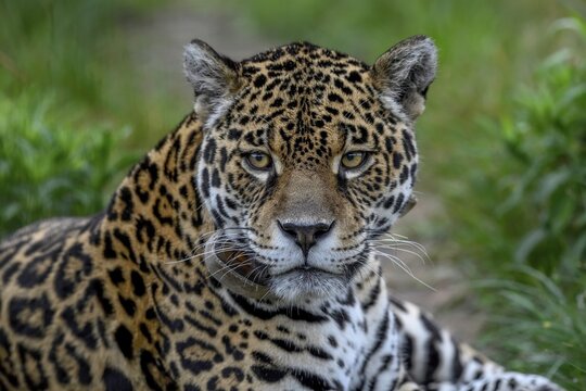 Jaguar (Panthera onca) with radio collar lies attentively in the grass grass, Conservation Land Trust breeding station, Iber&aacute; Project, Esteros del Iber&aacute;, San Alonso Island, Corrientes Province, Argentina