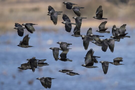 Flock of birds Western jackdaws (Corvus monedula) flies over water, V&auml;sterg&ouml;tland, Sweden