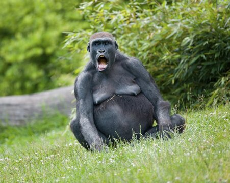 Western Lowland Gorilla (Gorilla gorilla gorilla), female screaming, captive, Saxony, Germany
