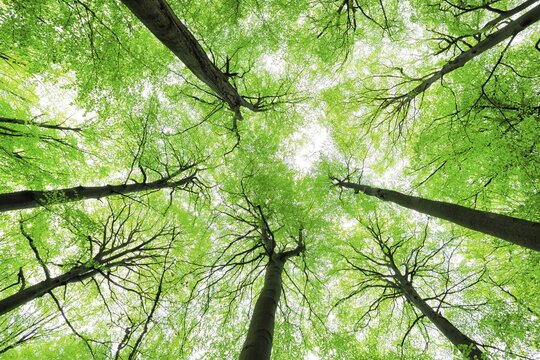 Giant old beeches, natural beech forest, forest reserve Kleinengelein, view into the treetops, Steigerwald, Lower Franconia, Bavaria, Germany