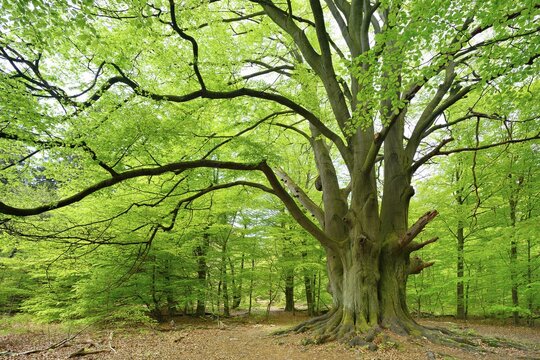 Huge old gnarled beech with moss-covered roots in a former hut forest, Drillingsbuche, Reinhardswald, Sababurg, Hesse, Germany