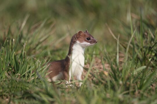 Ermine, short-tailed weasel (Mustela erminea), with summer coat, sitting on a meadow, Allgaeu, Bavaria, Germany, Europe