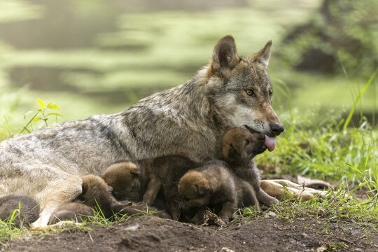 A she-wolf with her tongue sticking out guards and cares for her pups at the edge of a pond, European grey gray wolf (Canis lupus)