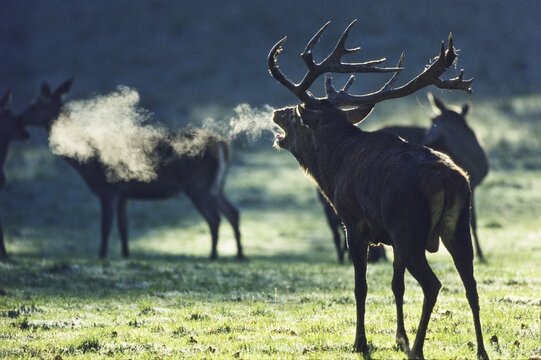 Red Deer (Cervus elaphus) belling, Germany, Europe