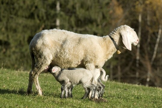 Domestic sheep (Ovis orientalis aries), ewe suckling lambs, Heuberg, Stans, Tyrol, Austria, Europe