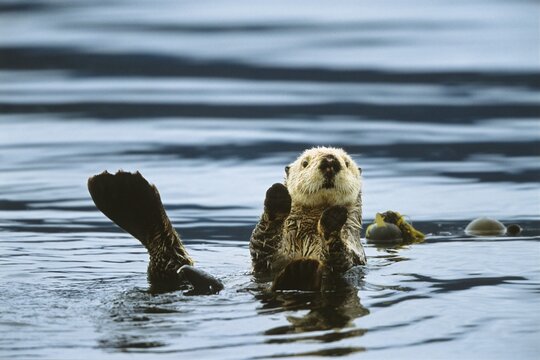 Sea Otter (Enhydra lutris), Alaska, USA