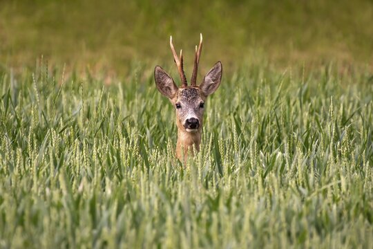 European roe deer (Capreolus capreolus), male, standing in a grain field, Burgenland, Austria