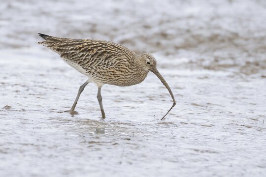 Eurasian curlew (Numenius arquata) adult wading bird pulling a lugworm for food in its beak on a mudflat, England, United Kingdom