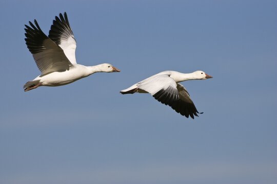 Snow Geese (Anser caerulescens atlanticus, Chen caerulescens) flying, Bosque del Apache Wildlife Refuge, New Mexico, North America, USA
