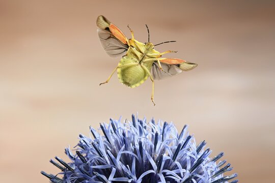 Nocturnal fruit bug (Carpocoris fuscispinus), in flight, at a globe thistle, Germany