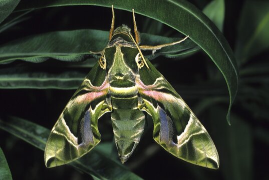 Oleander Hawk-moth (Daphnis nerrii)