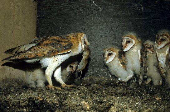 Barn Owl (Tyto alba), family Tytonidae, parent bird bringing its young a mouse