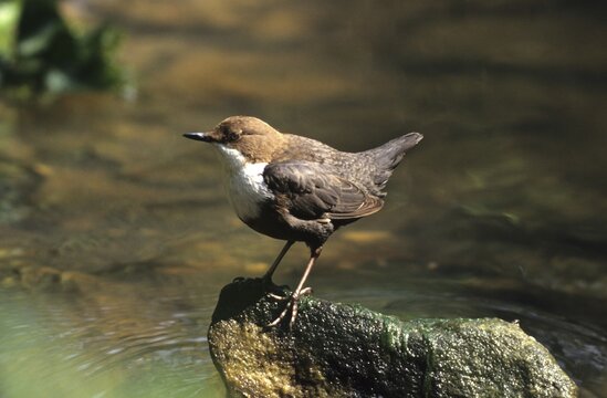 Water ouzel (Cinclus cinclus)