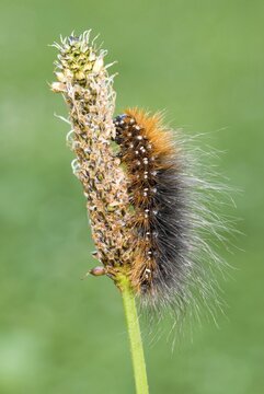 Garden Tiger Moth caterpillar (Arctia caja), Kramsach, Tyrol, Austria, Europe
