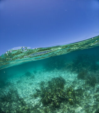 View of a split underwater shot of a vibrant coral reef under clear turquoise water and a bright blue sky in Guanaja, Bay Islands Department, Honduras.