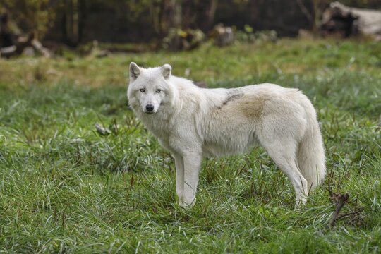 Arctic Wolf (Canis lupus arctos), captive