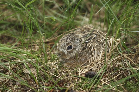 Hare (Lepus europaeus), young, one week old, Allgaeu, Bavaria, Germany, Europe