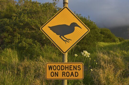 Warning sign Woodhens on road, Lord Howe Island, New South Wales, Australia