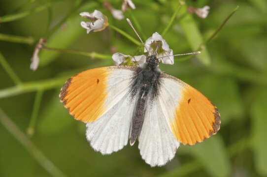 Orange tip (Anthocharis cardamines), male, feeding on large bittercress (Cardamine amara), Baden-W&uuml;rttemberg, Germany