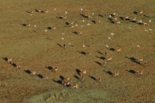 Aerial view, Black lechwes (Kobus leche smithemani), Bangweulu Swamps, Luapula Province, Zambia