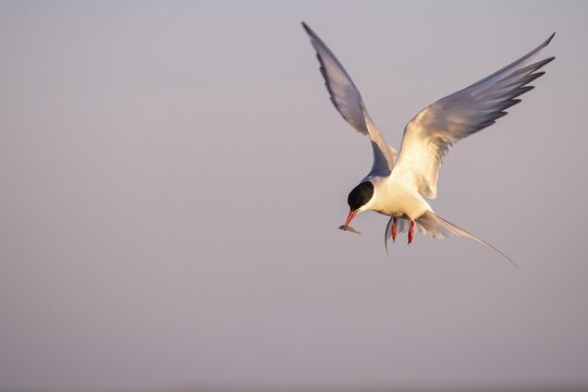 Arctic tern (Sterna paradisaea) in flight, with prey, , T&ouml;nning, Schleswig-Holstein, Germany