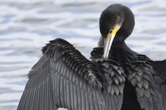 Great cormorant (Phalacrocorax carbo) adult bird preening its wings, England, United Kingdom