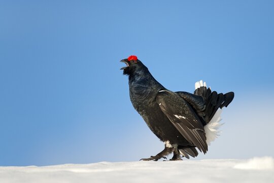 Black Grouse (Lyrurus tetrix) in snow, male, courtship, Tux Alps, Tyrol, Austria
