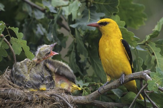 Golden oriole (Orious oriolus)