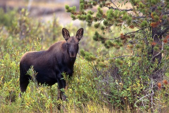 Elk or Moose (Alces alces), Grand Teton National Park, Wyoming, USA