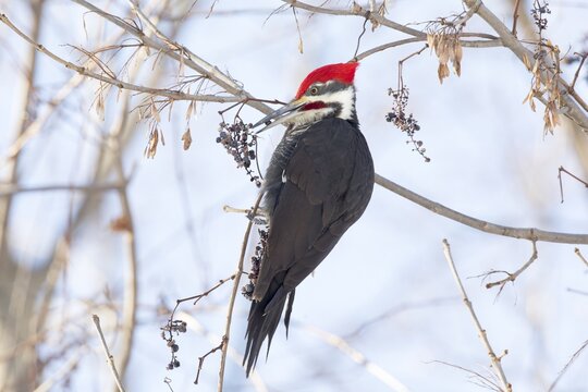 Pileated woodpecker (Dryocopus pileatus), male feeding on Virginia creeper grapes (Parthenocissus quinquefolia) during winter, forest of Yamachiche, province of Quebec, Canada,