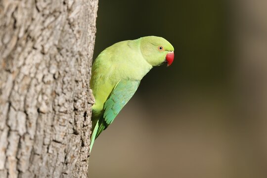 Rose-ringed parakeet (Psittacula krameri) looking out of its breeding burrow, wildlife, Germany