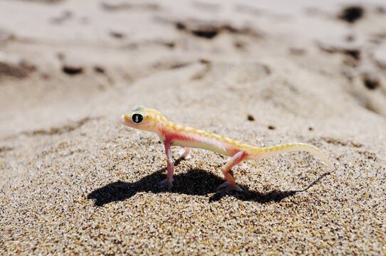 Web-footed gecko, Palmatogecko (Pachydactylus rangei), Namib Naukluft National Park, part of the Namibian Skeleton Coast National Park, Skeleton Coast, Namib Desert, Namibia, Africa
