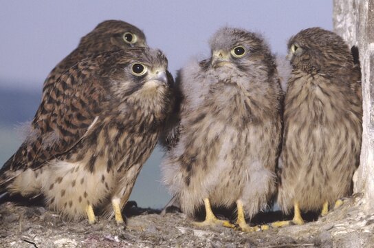 Kestrels (Falco tinnunculus), nearly fledged young falcons, Allgaeu, Bavaria, Germany
