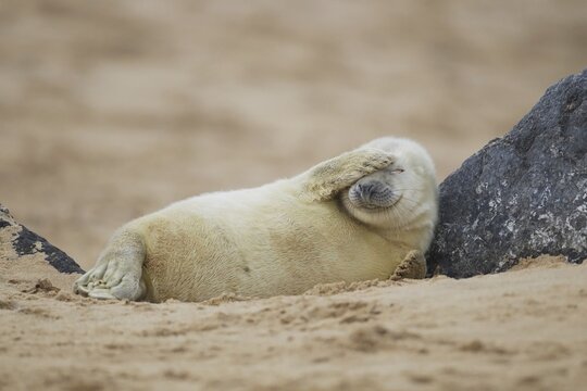 Grey seal (Halichoerus grypus), pup resting on a sandy beach, Norfolk, UK