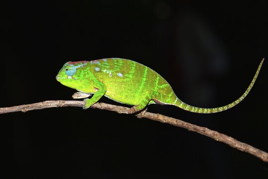 Petter's Chameleon (Furcifer petteri), female, coloured to indicate that it is pregnant, Nord-Madagaskar, Madagascar