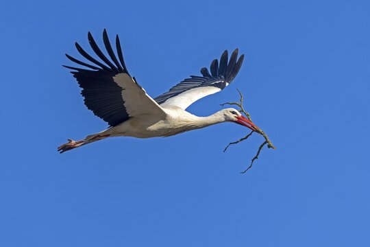 White stork (Ciconia ciconia) flying with nesting material, Hesse, Germany
