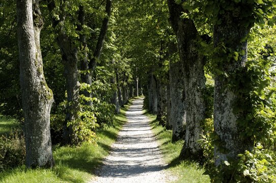 Little avenue with lime trees