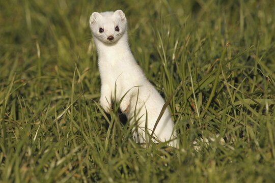 Stoat, Ermine or Short-tailed weasel (Mustela erminea), winter fur, Allg&auml;u, Bavaria, Germany