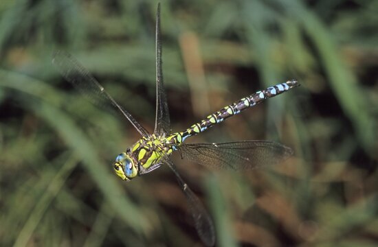 Southern hawker (Aeshna cyanea), flying male