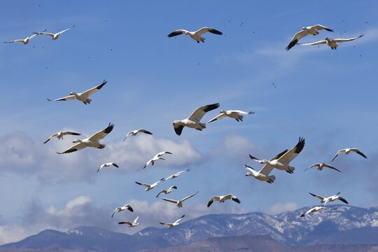 Snow Geese (Anser caerulescens atlanticus, Chen caerulescens) overwintering, flying over mountains, Bosque del Apache Wildlife Refuge, New Mexico, USA
