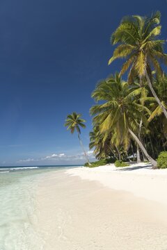 Dream beach, sandy beach with palm trees and turquoise sea, Parque Nacional del Este, Isla Saona, Dominican Republic, Caribbean